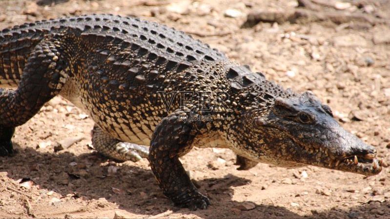 性情凶猛的十大鳄鱼,世界上十大最凶猛的鳄鱼排行榜