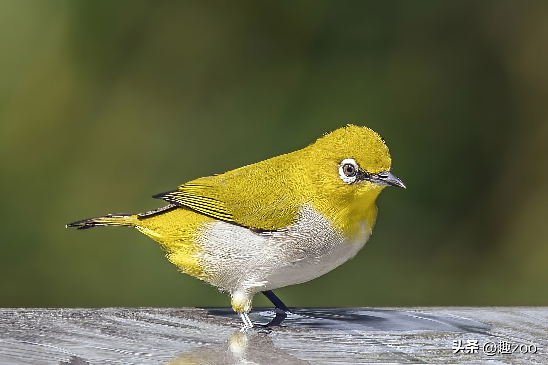 为什么不建议养异瞳猫,为什么不准养画眉