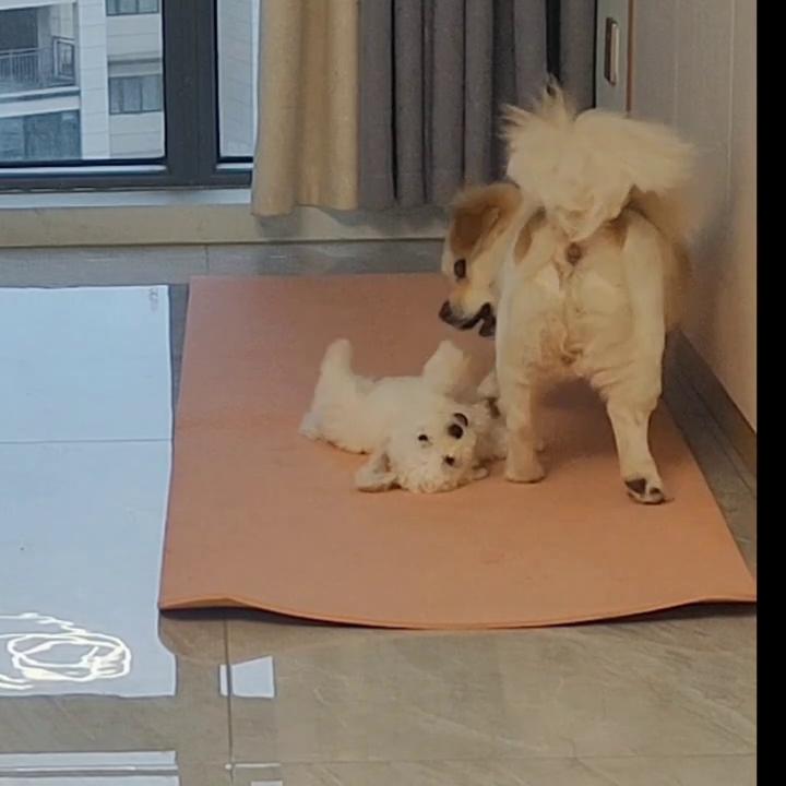 记录傻狗的美好生活,热爱生活开心有趣努力善良图片