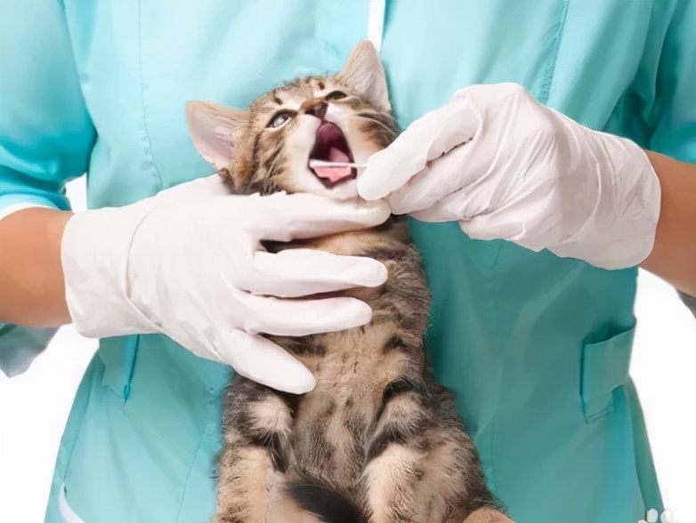 猫咪中毒了该怎么救,猫咪中毒怎么解救