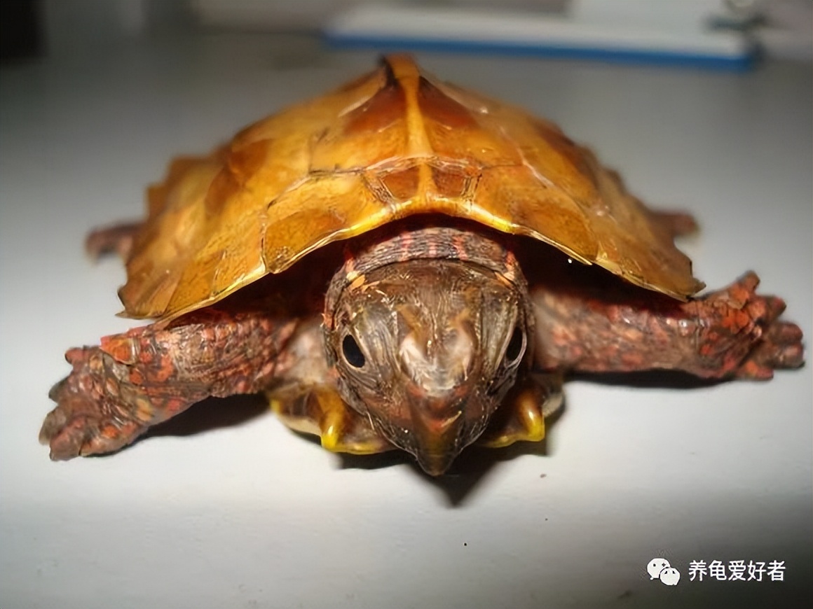 哪种龟好养通人性,哪种龟最有灵性还贵