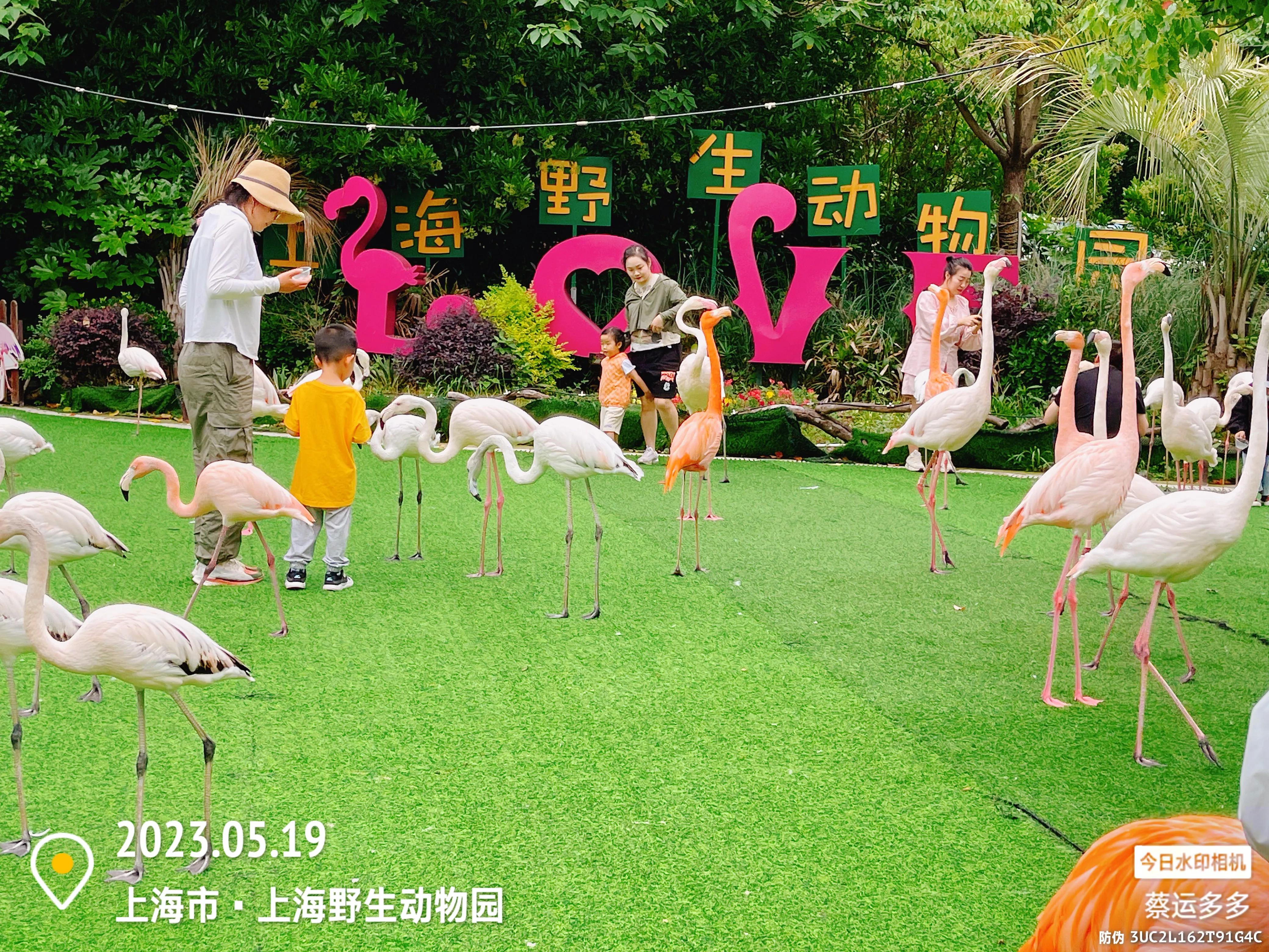 我喜爱的动物是小猫,什么动物招人喜爱