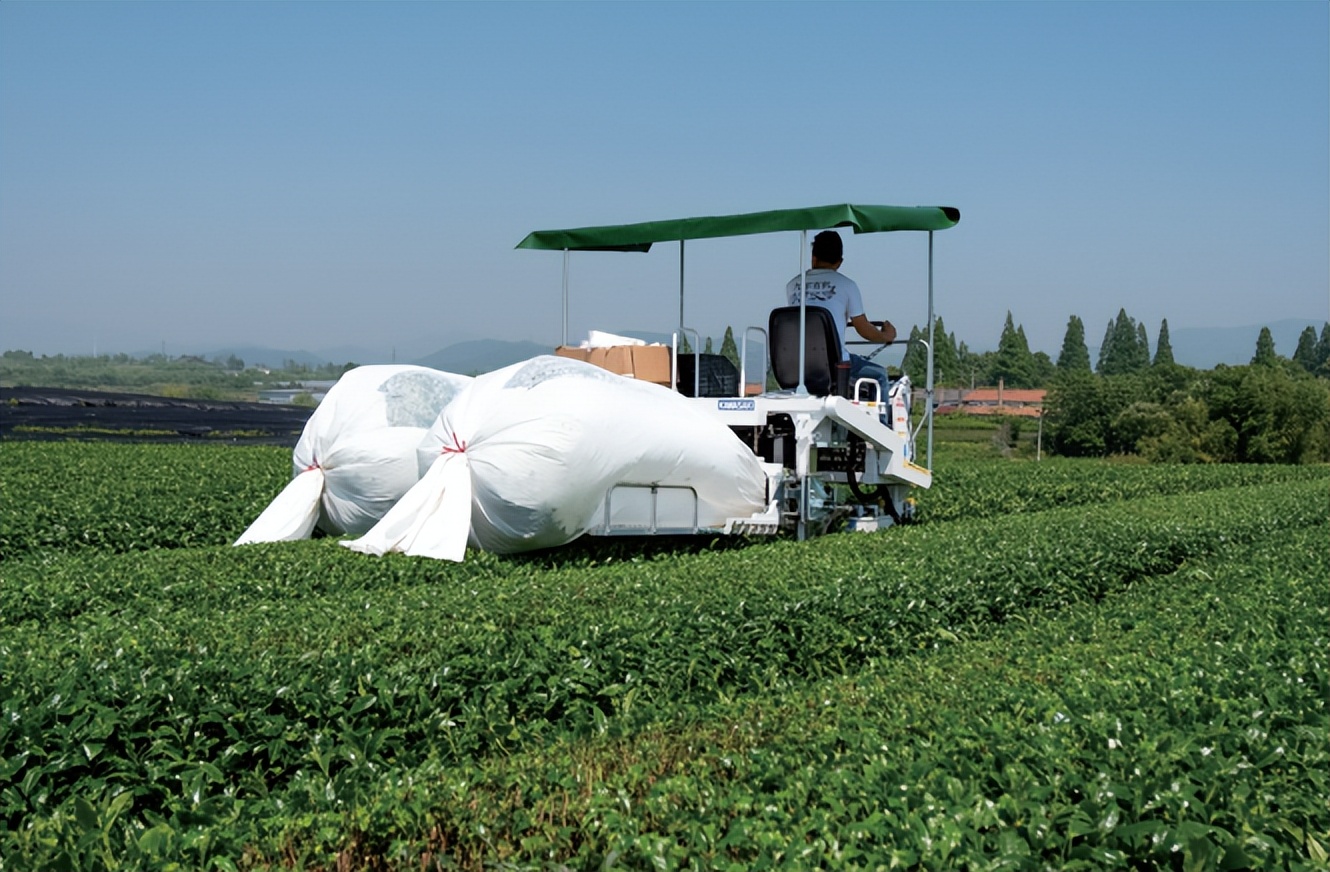 浙茶集团有限公司,浙茶集团有白茶吗
