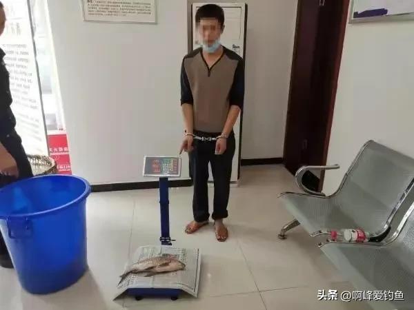 这种“黑鲤鱼”在野外可是个宝贝，钓不得抓不得，属我国特有物种