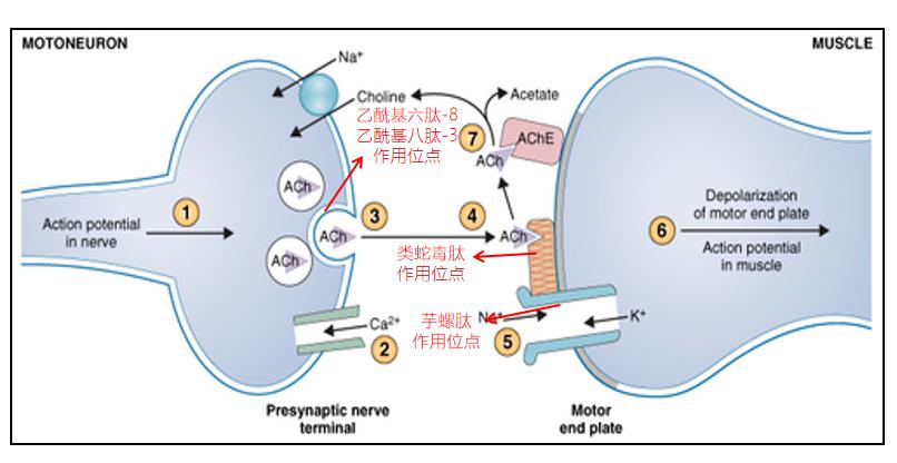 介绍一个名字吓人的皱纹杀手
