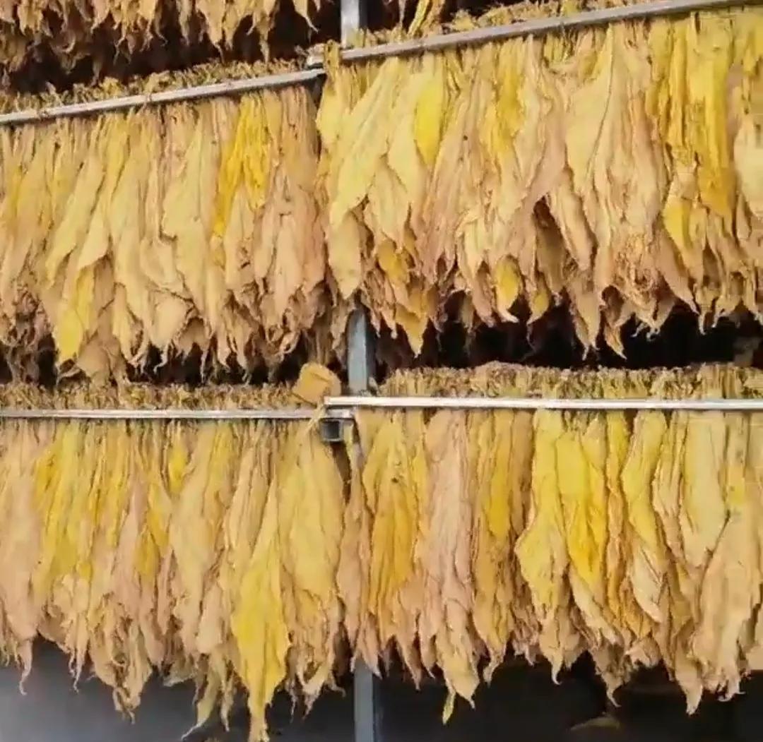 农村栽烤烟能赚钱不,承包土地种烟叶能挣钱吗