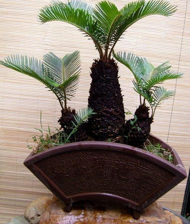 铁树怎样养才不生虫,铁树黄叶烂根怎么回事