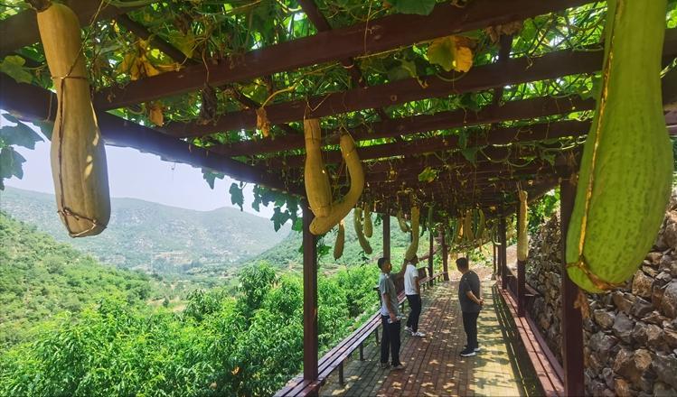 沙河擦亮“农”字金招牌