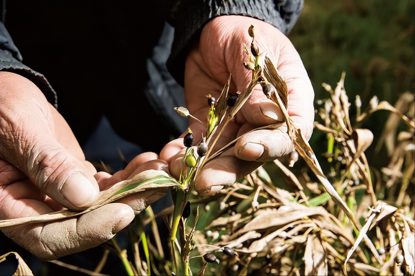 日本牛蒡从哪里进口,日本牛蒡
