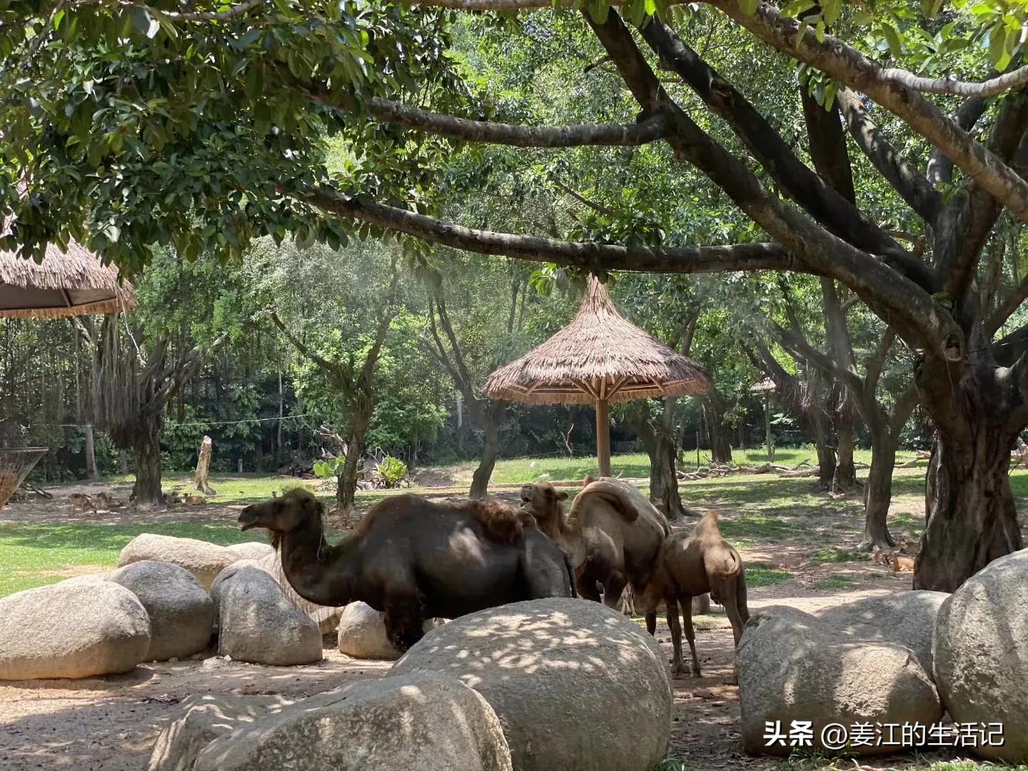 广州长隆野生动物园最好攻略,最近广州长隆野生动物园攻略