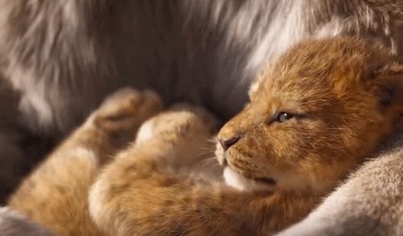 动物交配六亲不认,流浪雄狮长大后,若是遇到自己的母亲怎么办?