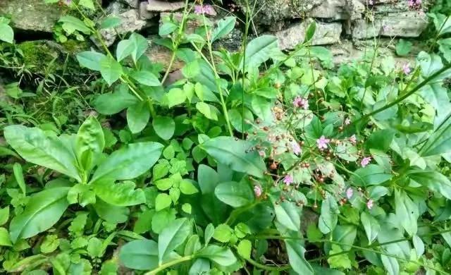 这种野菜不仅好看还有特殊功效,堪比人参的野菜