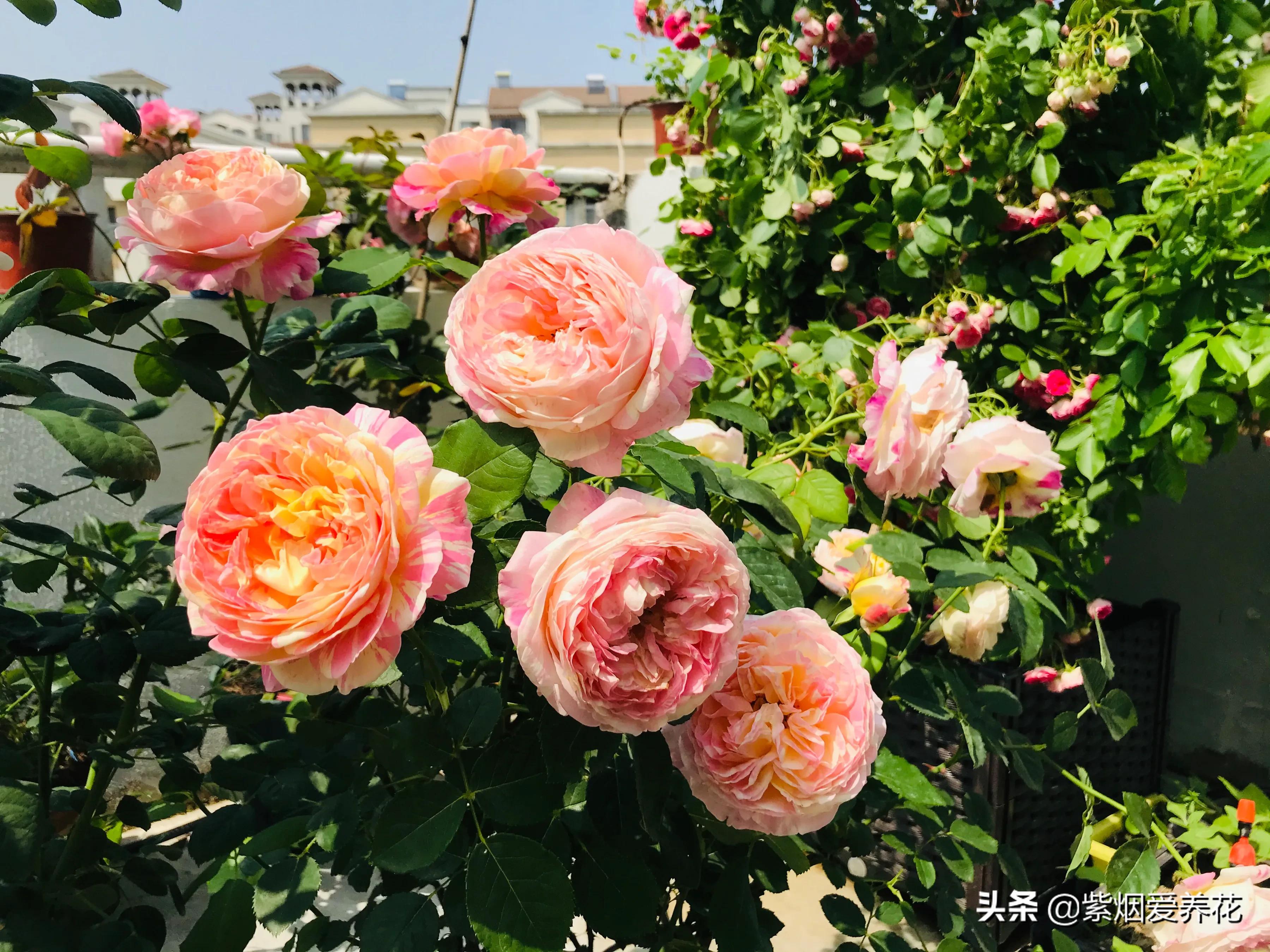 很仙的粉白色的月季品种,天狼月季涵仙