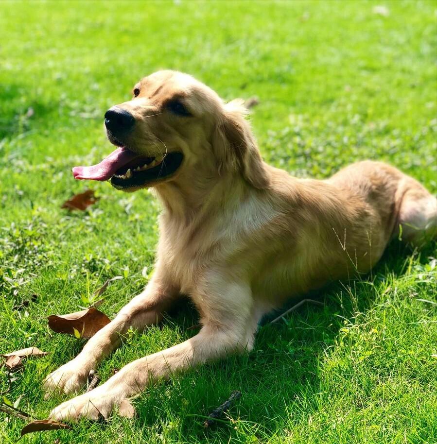 最好看的狗狗金毛,盘点最礼貌的狗狗金毛