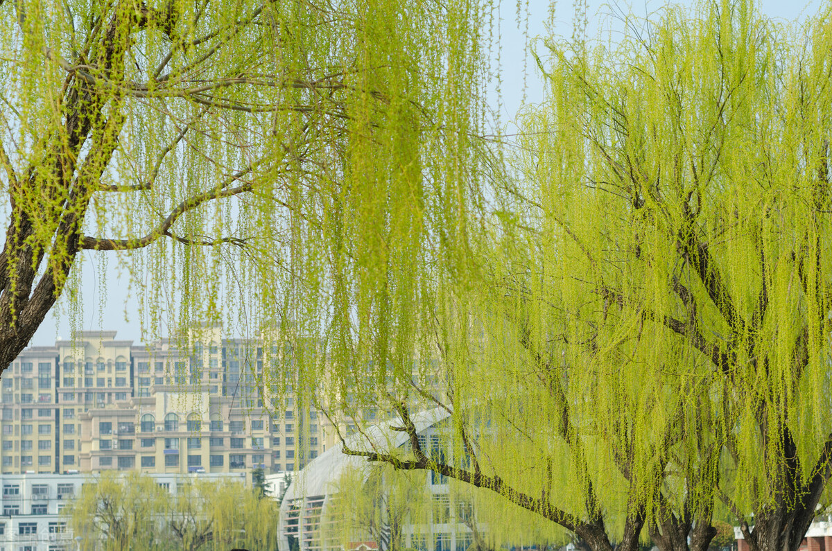 赞美柳树诗句古诗大全,春风杨柳唯美古诗