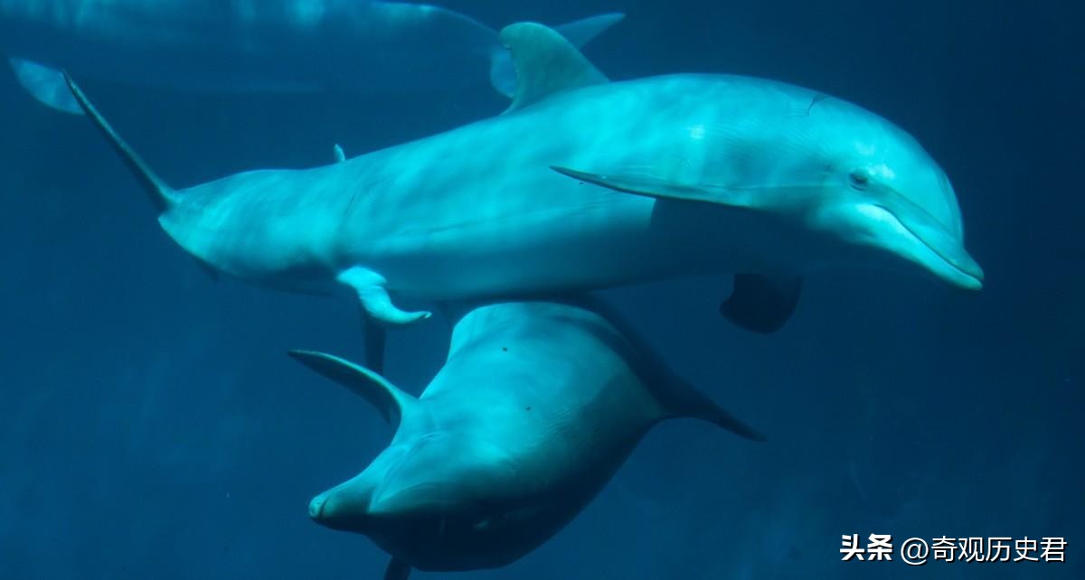 雄性动物进化器官,雄性生物生殖进化