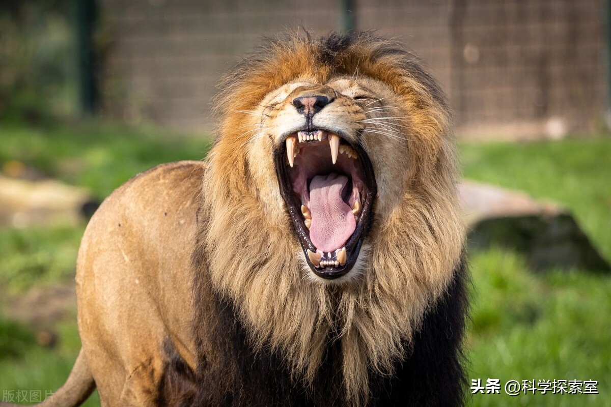 人类在草原遇见狮子,羚羊草原遇到狮子