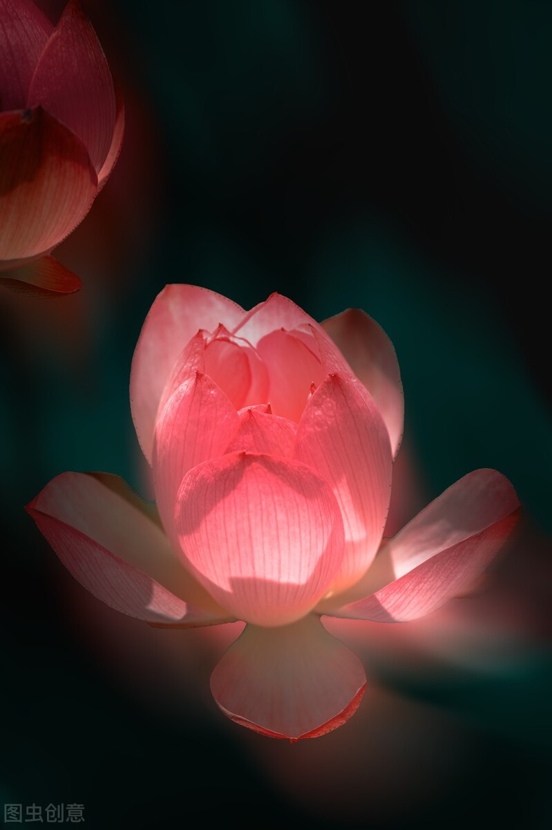 荷花图片禅意荷花,最美意境荷花图片大全