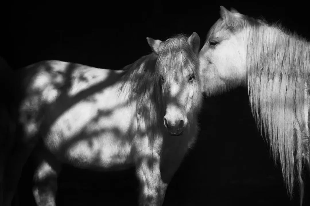 YANSELF摄影师联盟同题创作——爱情（2023年04月第八期）