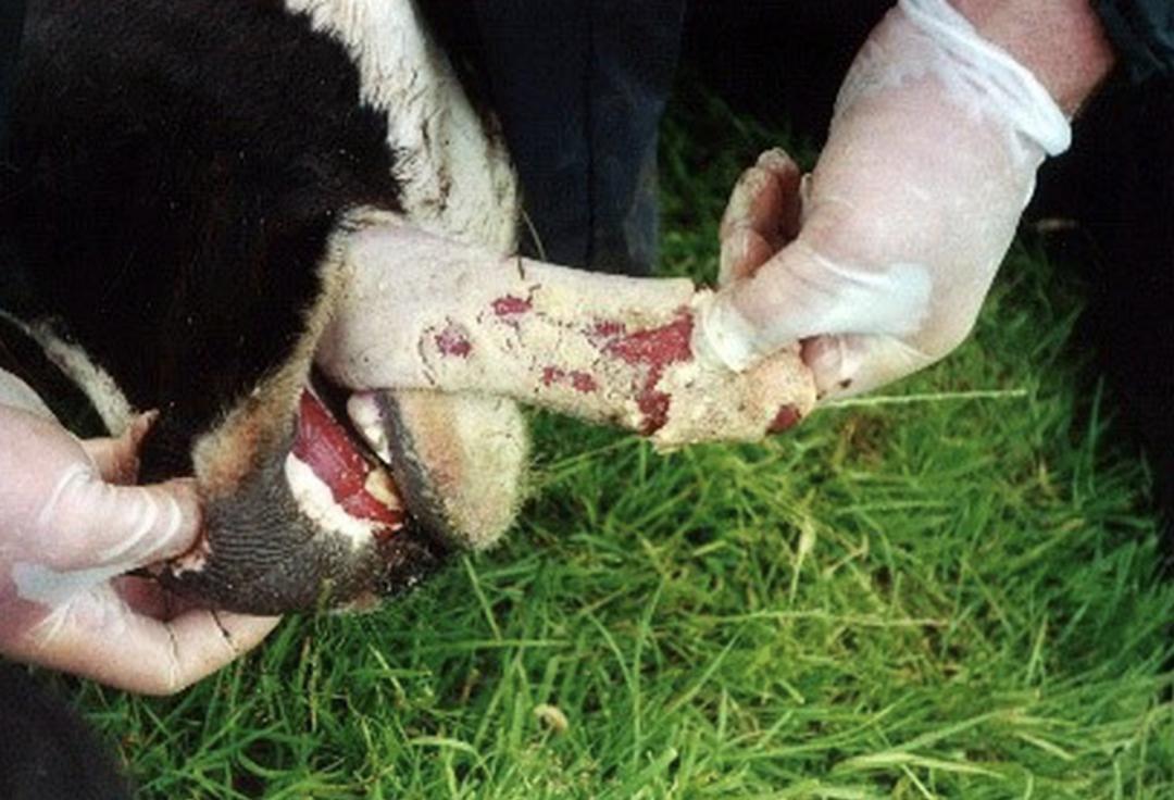 澳洲机场频现“天价”快餐!一份最普通麦当劳2664澳币