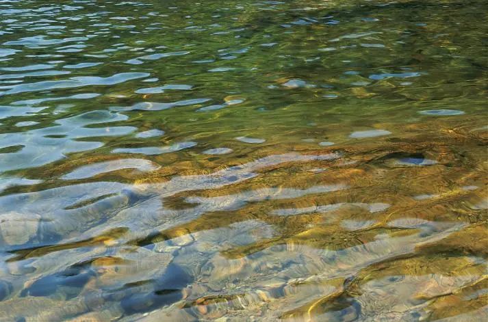 靠养鱼火了的985硕士，居然是《最强大脑》的隐藏黑马？