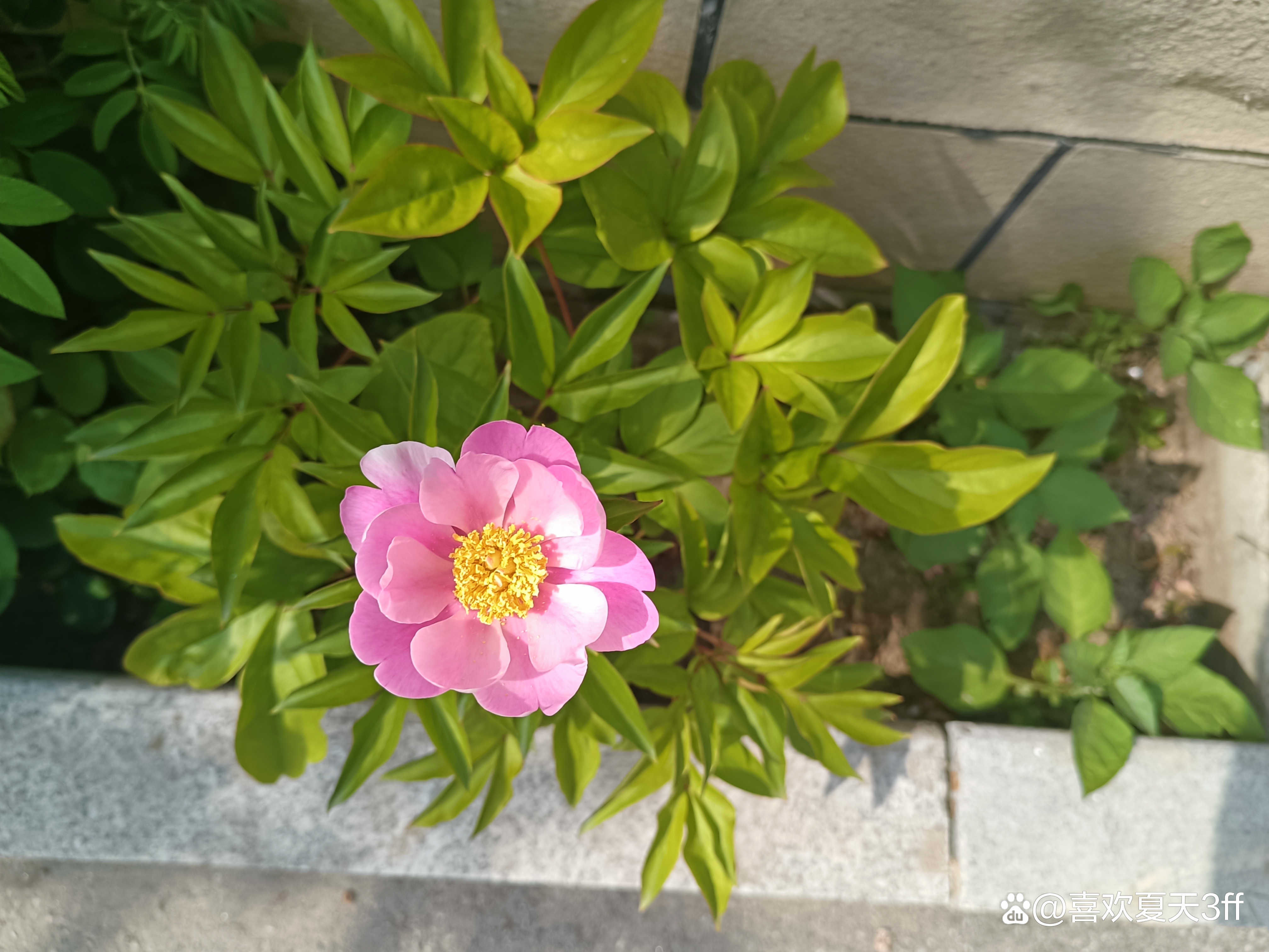 我的拍花日记之十一