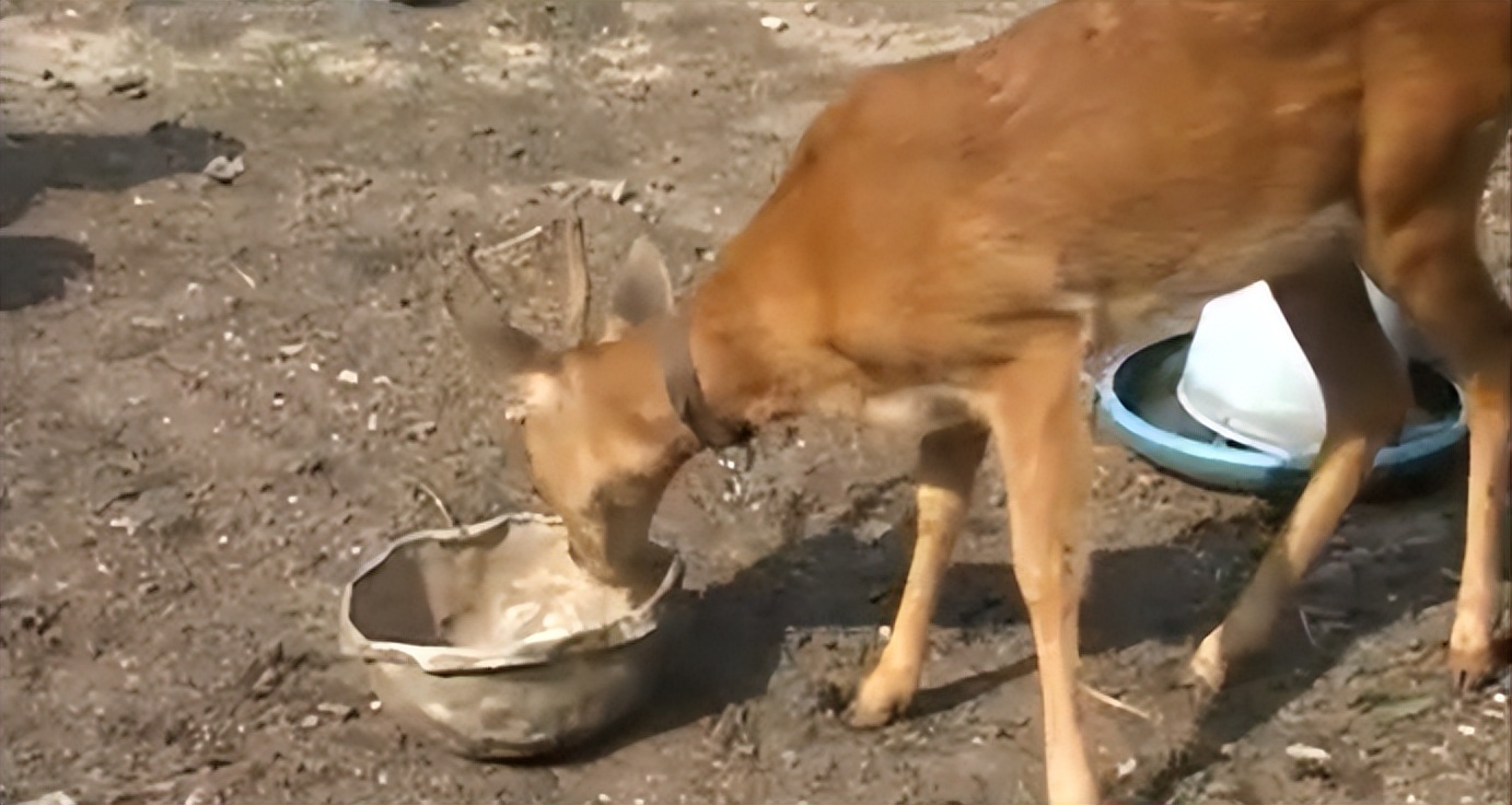 吉林一男子捡到梅花鹿,吉林男子野外捡鹿