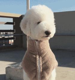 狗的名字是决定性格吗,狗狗名字的特点