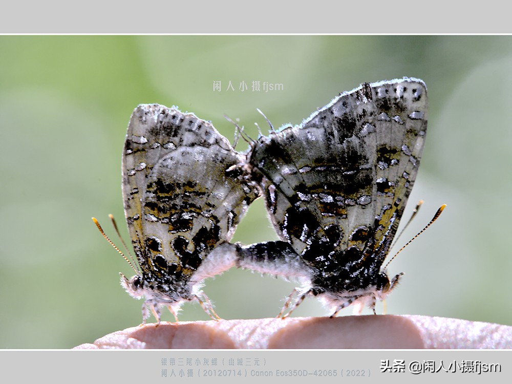 近距离拍摄昆虫小动物,常见昆虫微距摄影活动