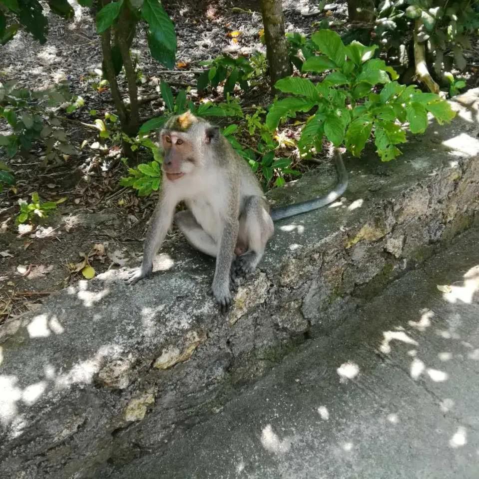 巴厘岛和蓝梦岛是一个地方吗,旅行来到巴厘岛蓝梦岛恶魔之眼
