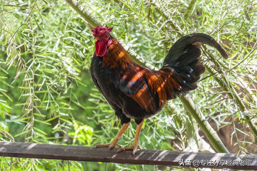 去山上捉鸡买鸡蛋,去山里抓一只大公鸡