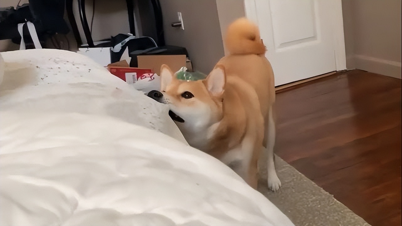 狗狗天天早上六点叫我起床怎么办,狗狗晚上一直叫多少天可以缓解