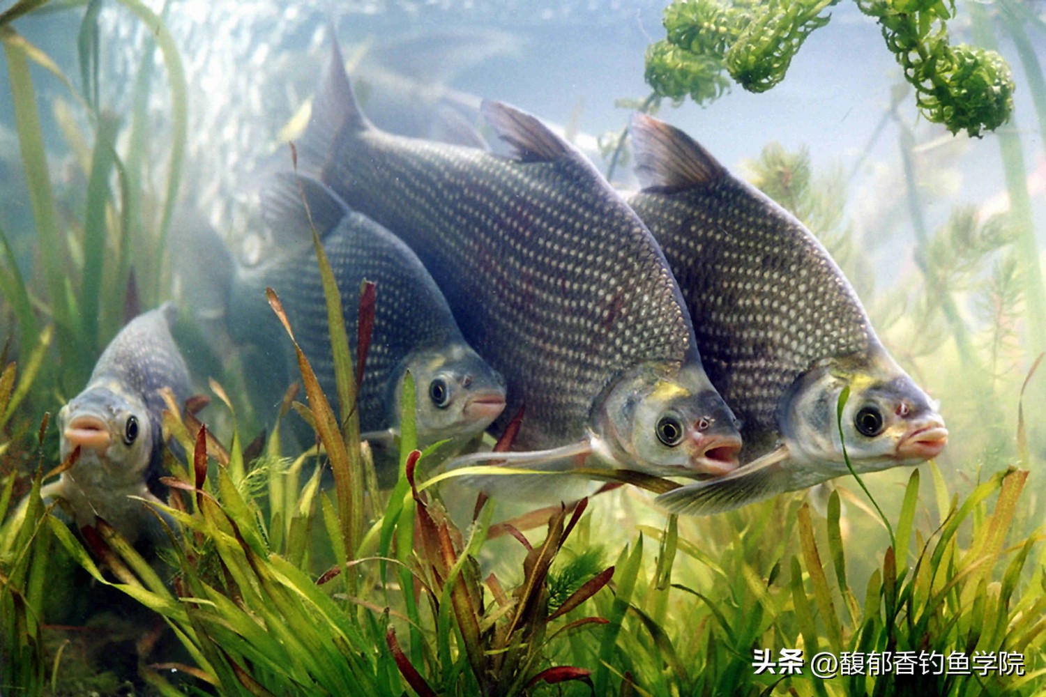 钓鱼技巧怎样才能找到鱼窝,钓鱼找鱼窝技巧教学下午几点去