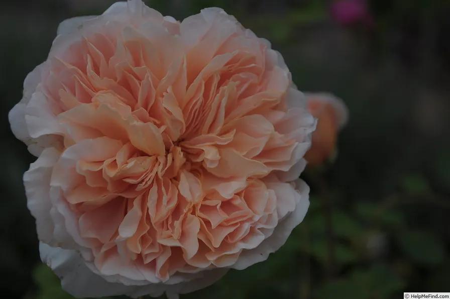 从“运茶快船(TeaClipper)”到英国人对中国茶叶的狂热