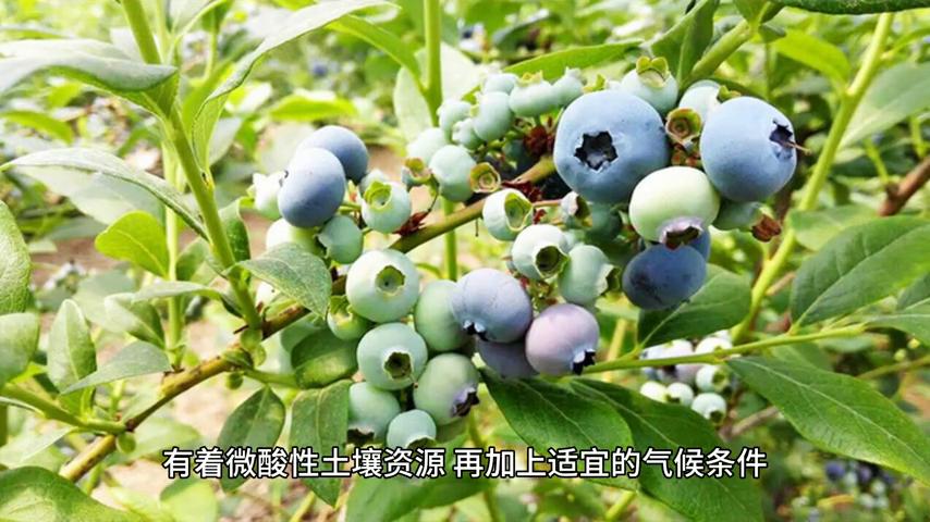 日照蓝莓产地在哪里,日照蓝莓之乡图片