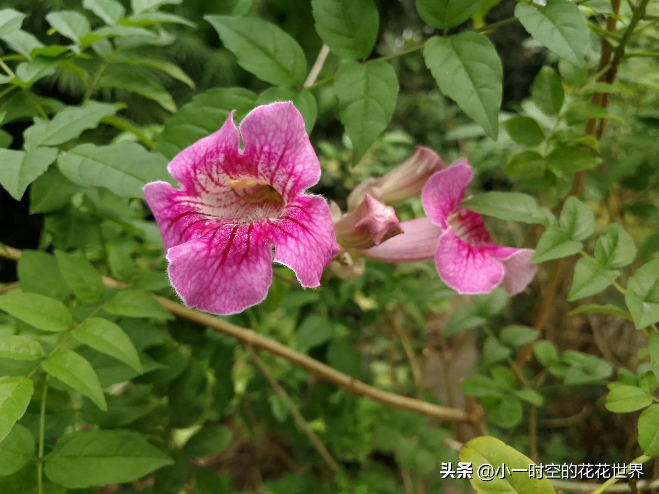 母亲节送母亲寓意最好的花,母亲节鲜花什么花好看
