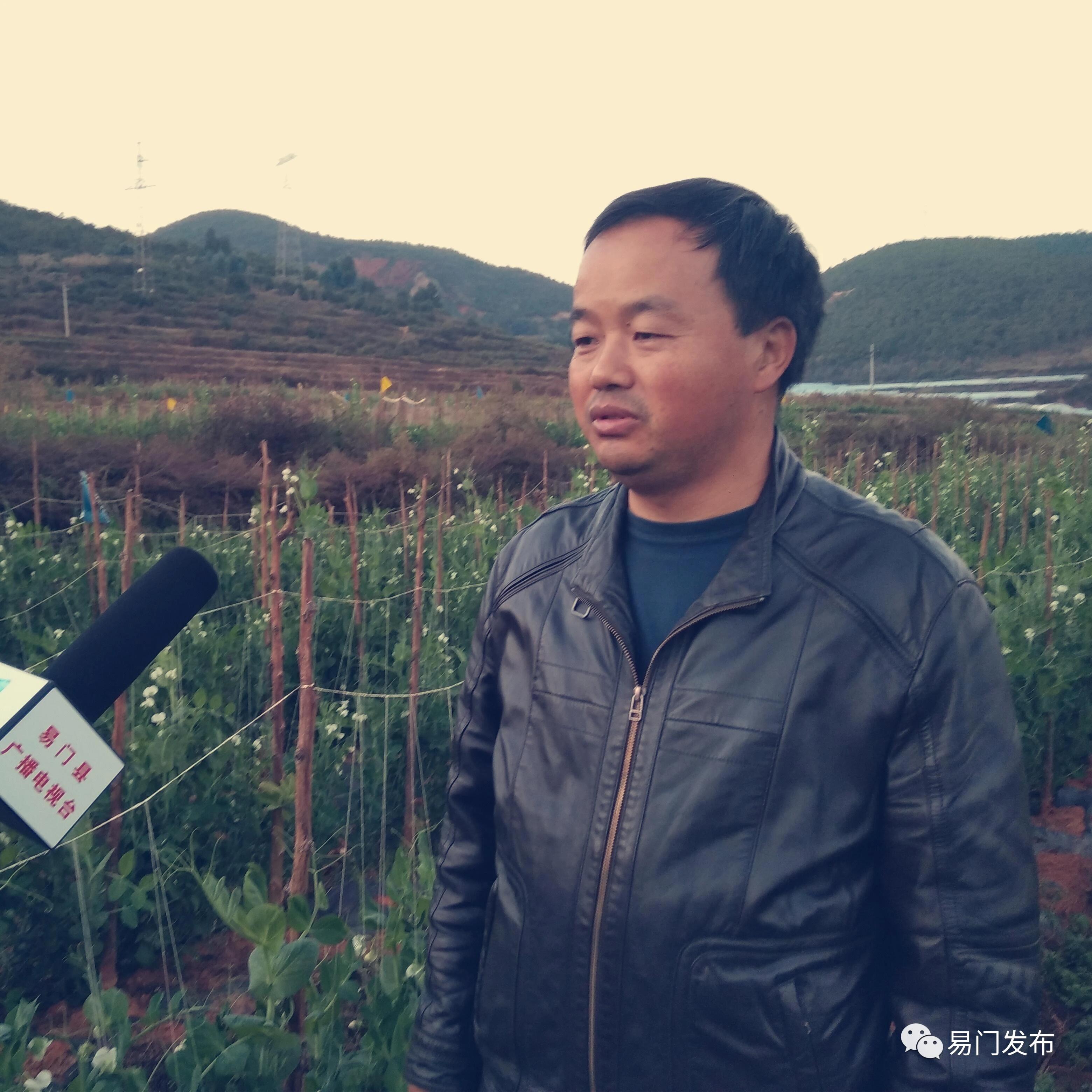 易门豌豆种子,易门种植专用农业产品