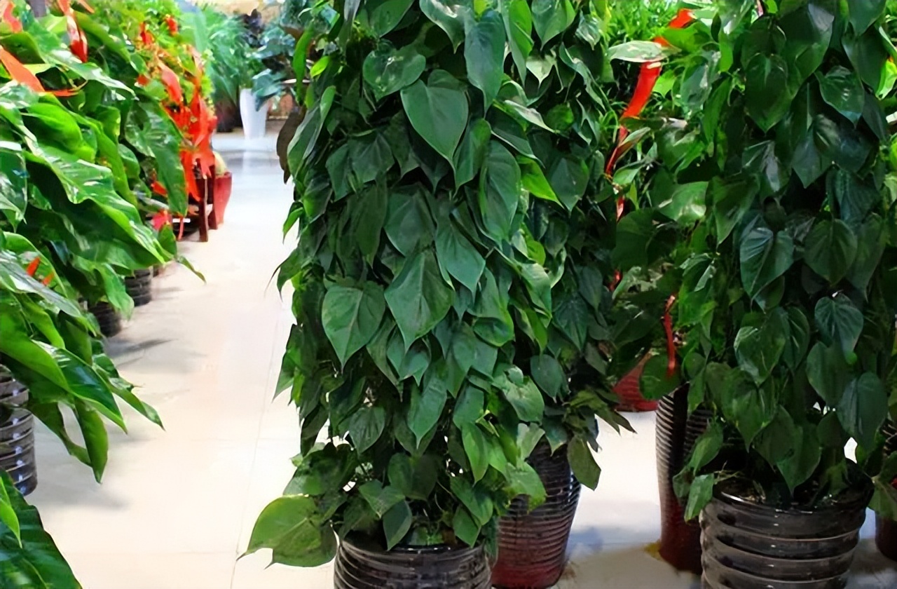 推荐9种适合在办公室养的小盆栽,办公室绿植盆栽室内净化空气