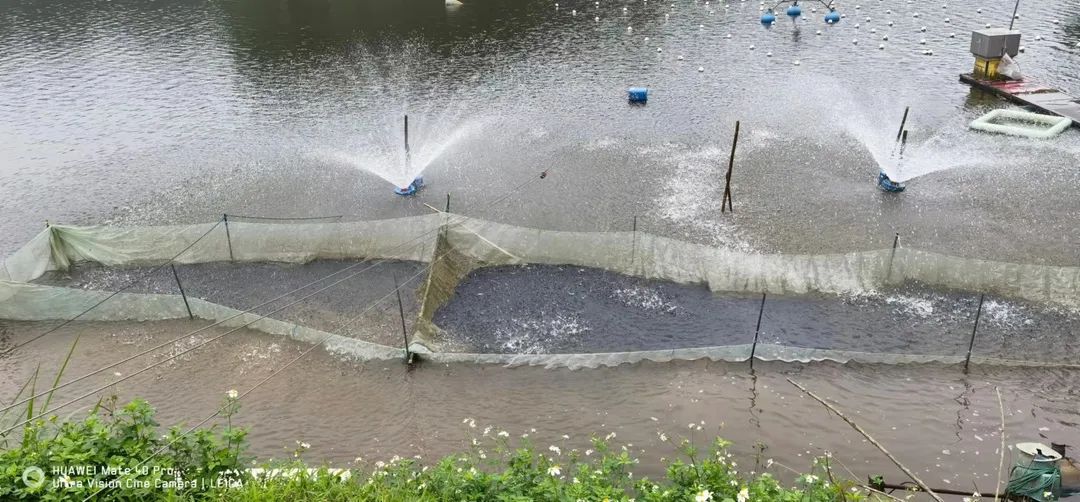 加州鲈鱼苗出血怎么处理,加州鲈鱼的出血病怎么防治