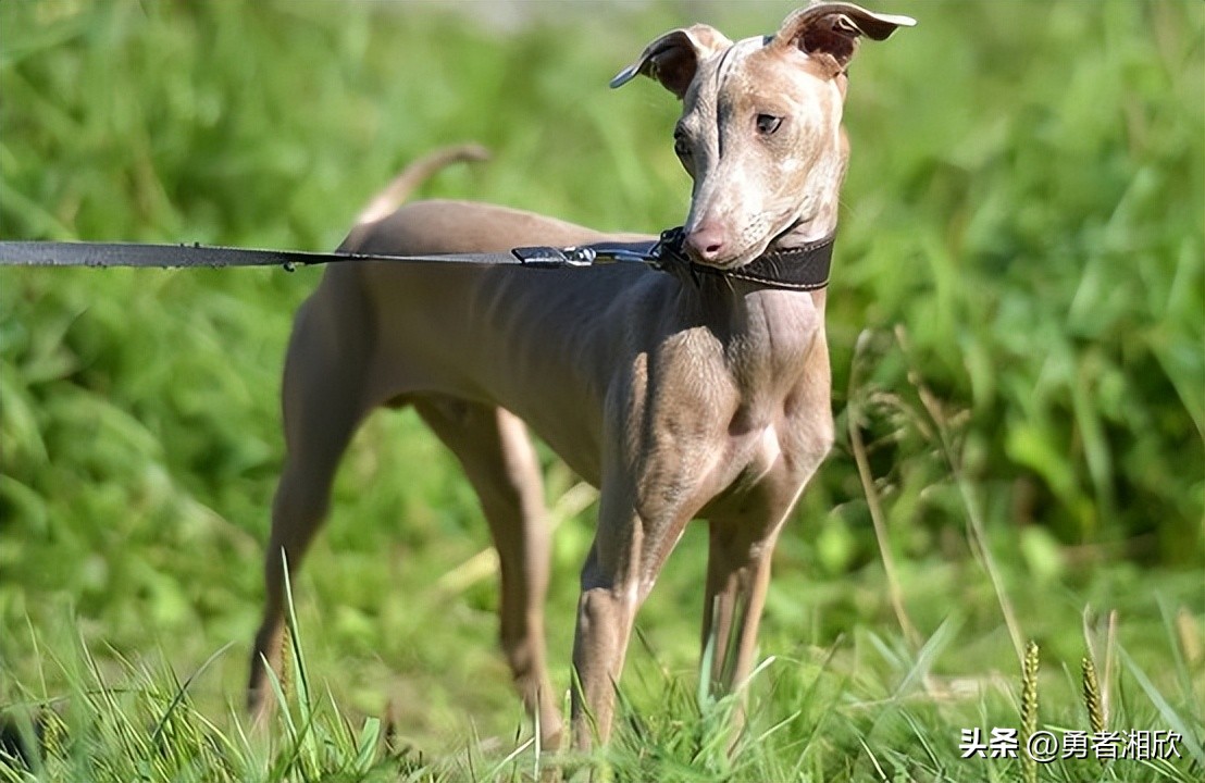 世界最好看的小型宠物狗,各种各样的宠物狗介绍大全