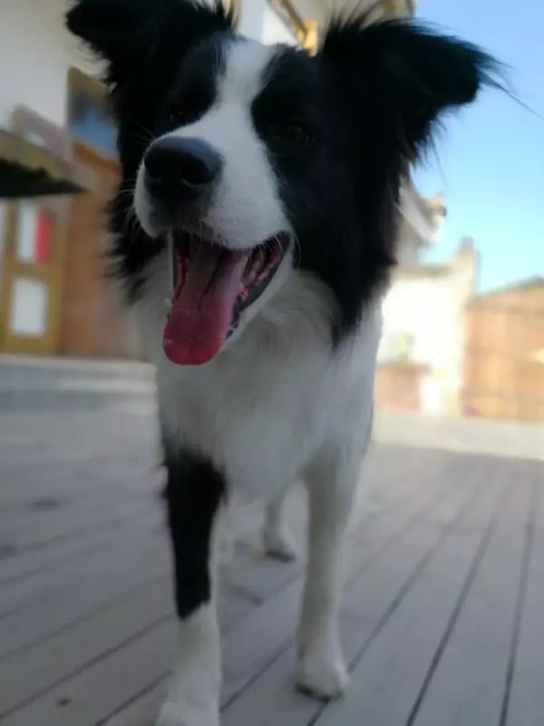 来宏村玩什么,来宏村