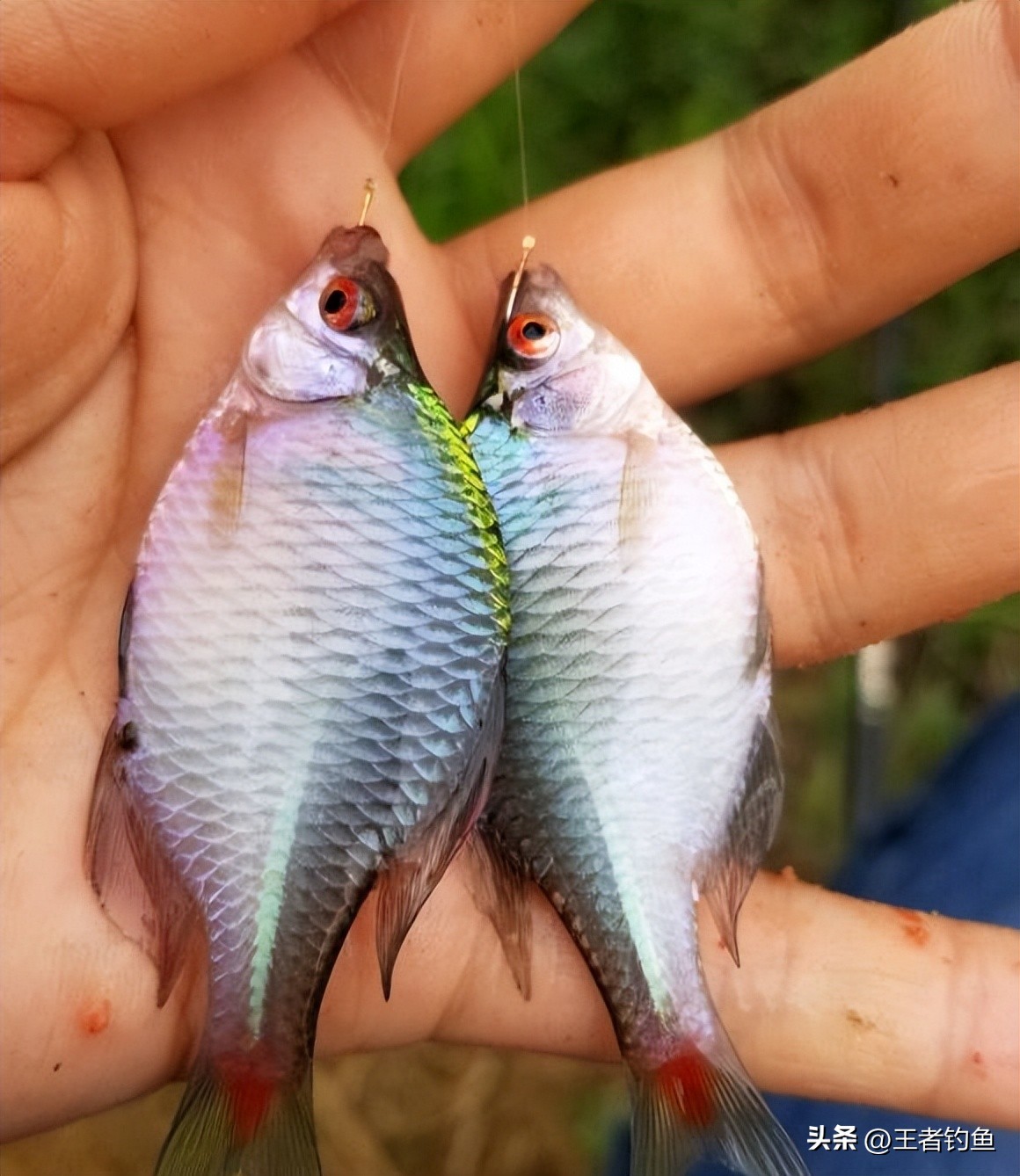 钓小鱼的鳑鲏十种方法,钓鳑鲏鱼最佳季节