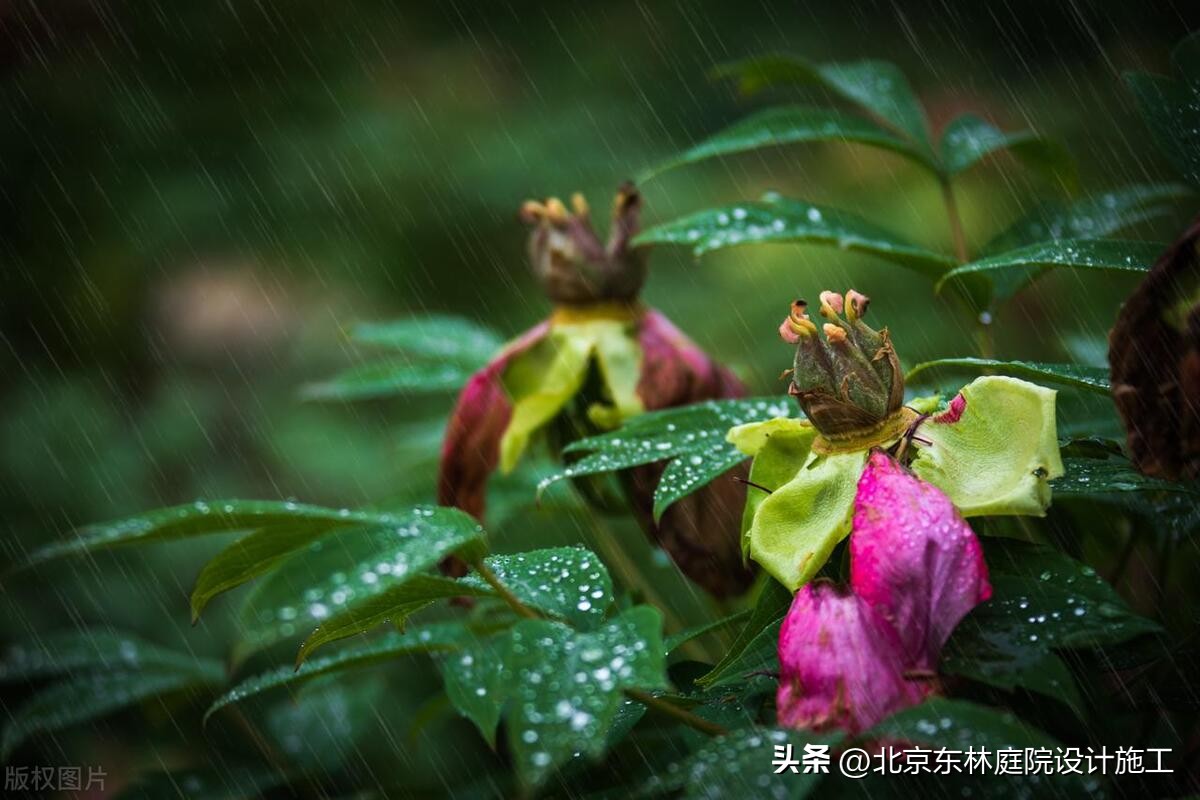雨天怎么给植物光照,下雨天如何帮植物挡雨