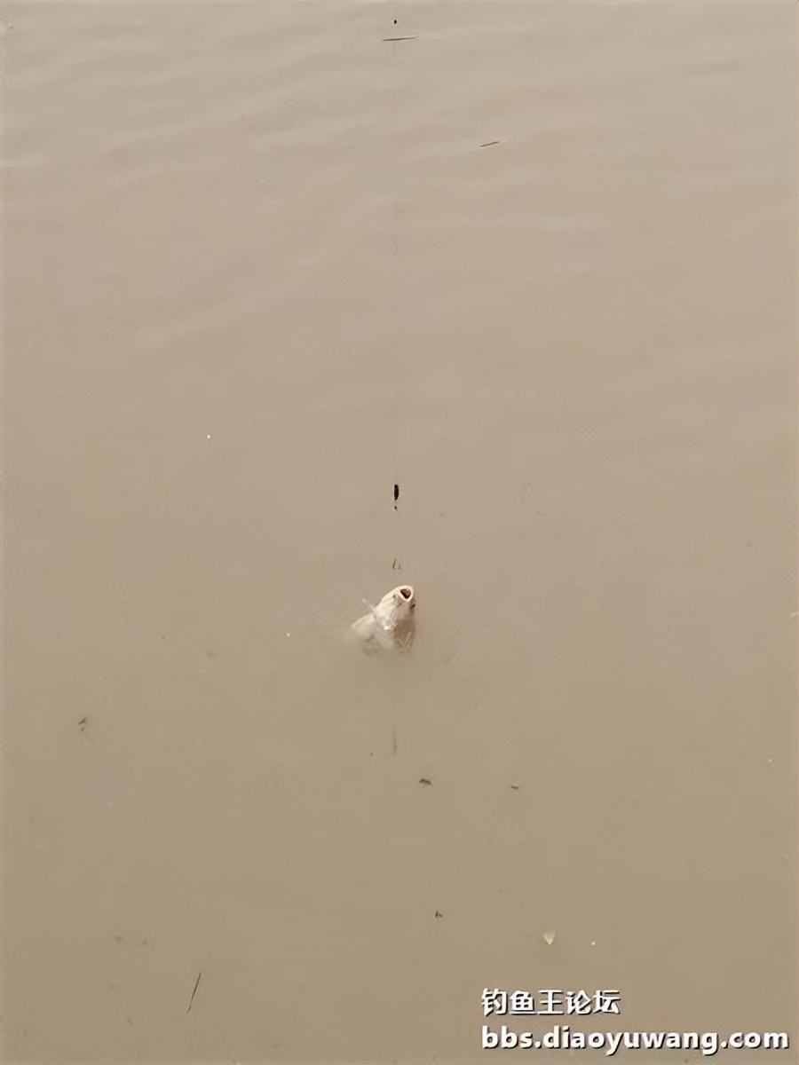 崇明北横引河水深,北横引河能钓鱼吗