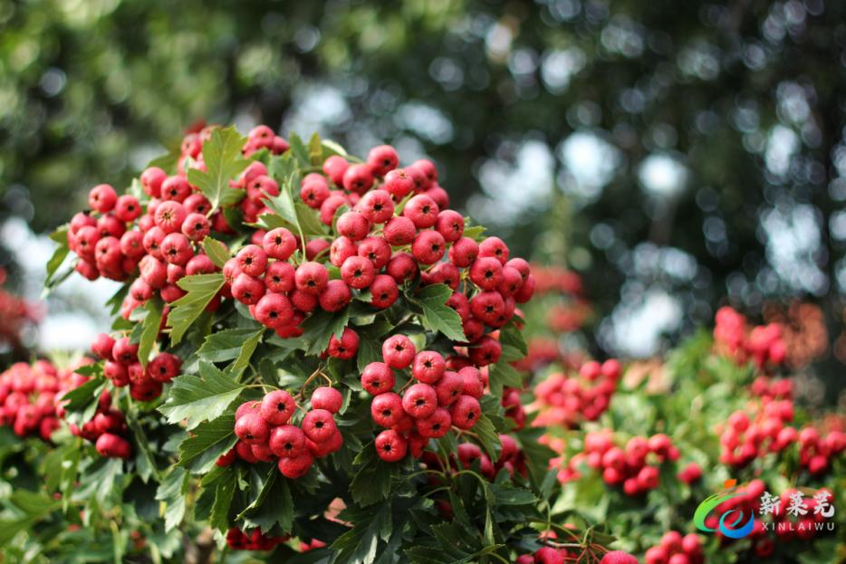 从“开门好”到“半年红”，莱芜交出一份亮眼“成绩单”