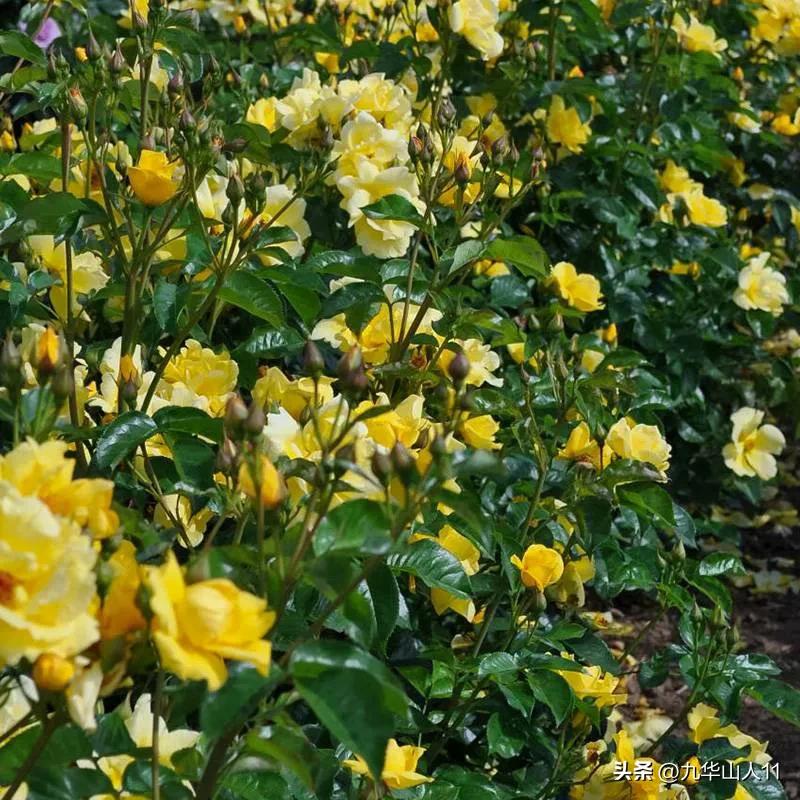 通过adr认证的月季品种,奥古斯塔路易斯月季是adr认证吗