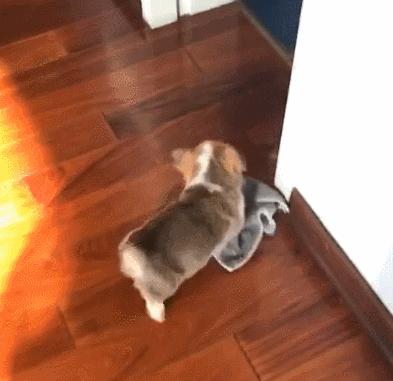 狗狗身上皮屑多怎么去除,狗狗身上有皮屑怎么去除小妙招