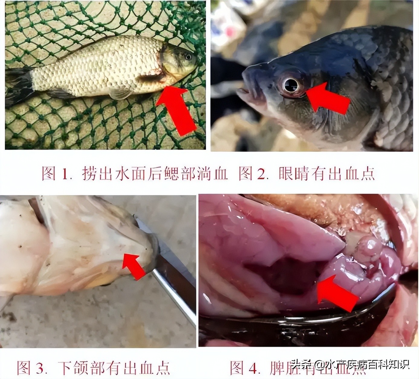 鲫鱼鳃出血是什么原因,鲫鱼鳃出血怎么防治