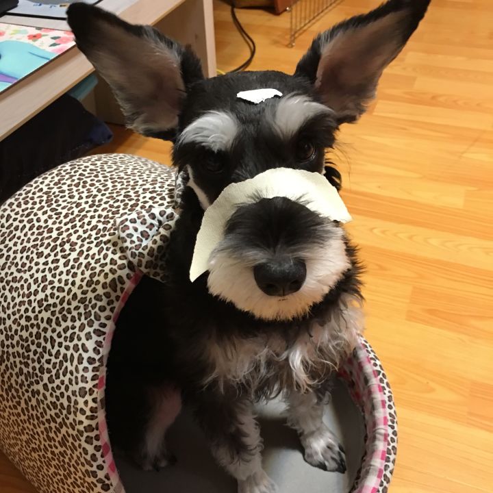 雪纳瑞的所有情况,雪纳瑞有黑斑六大特征