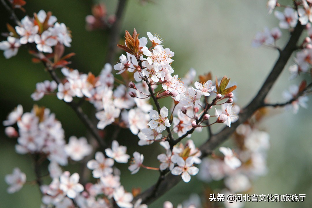 微游河北（123）｜黄骅港：“煤港”之美